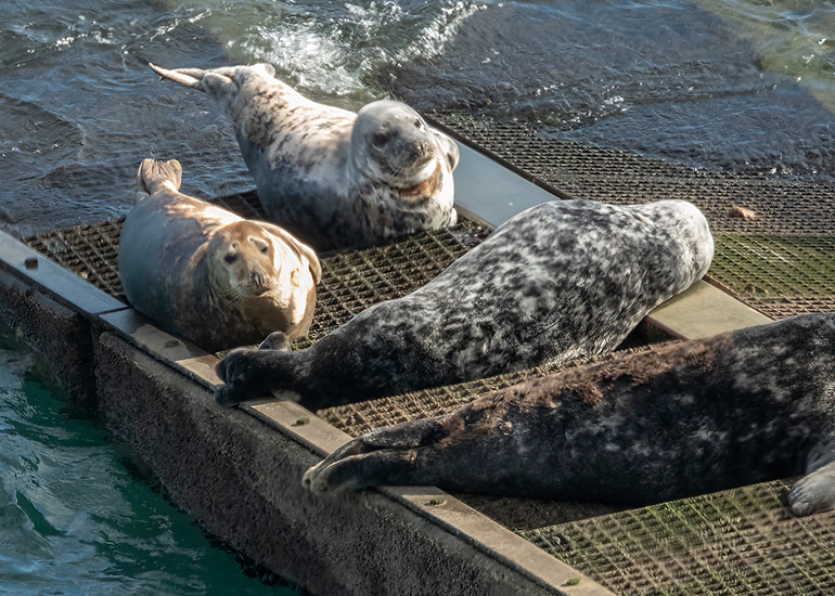 Seals in the Wild - South Cornwall - 28th February 2026
