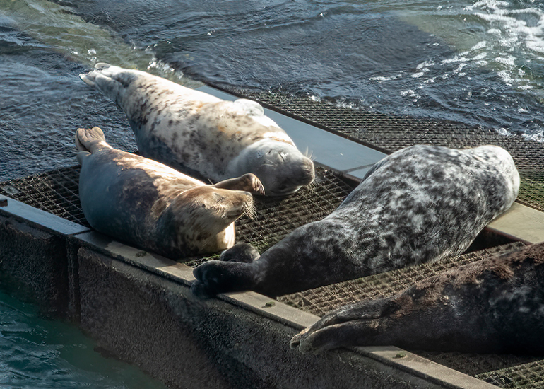 Seals in the Wild - South Cornwall - 28th February 2026