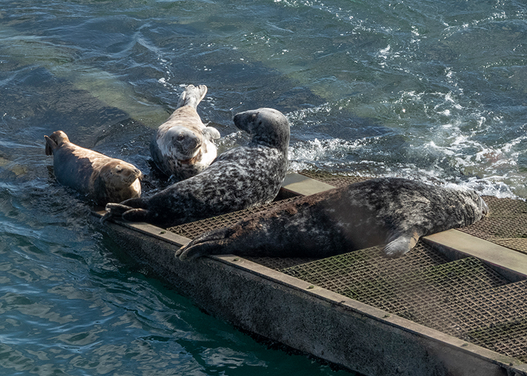 Seals in the Wild - South Cornwall - 28th February 2026