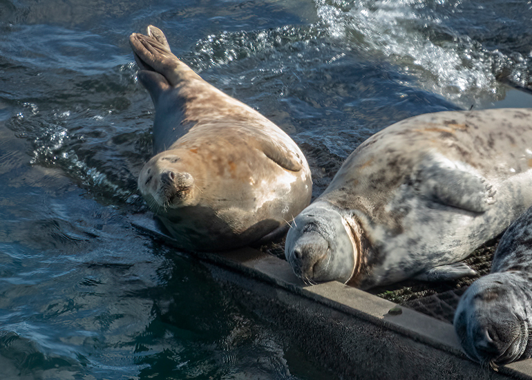 Seals in the Wild - South Cornwall - 28th February 2026