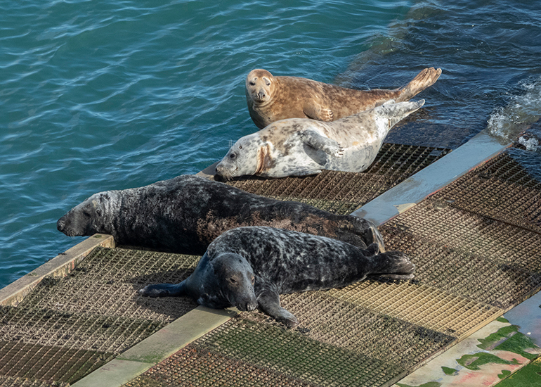 Seals in the Wild - South Cornwall - 28th February 2026