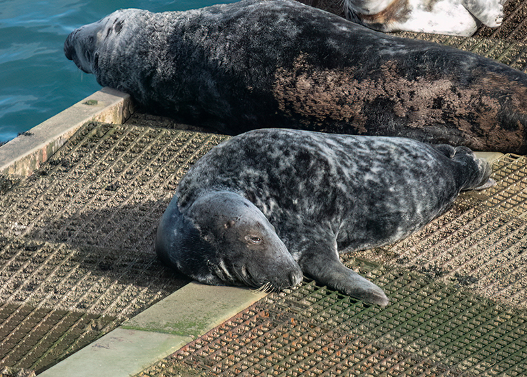 Seals in the Wild - South Cornwall - 28th February 2026