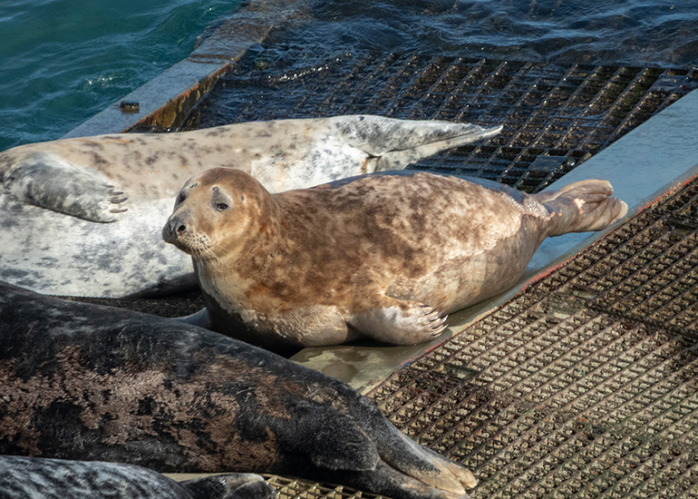Seals in the Wild - South Cornwall - 28th February 2026