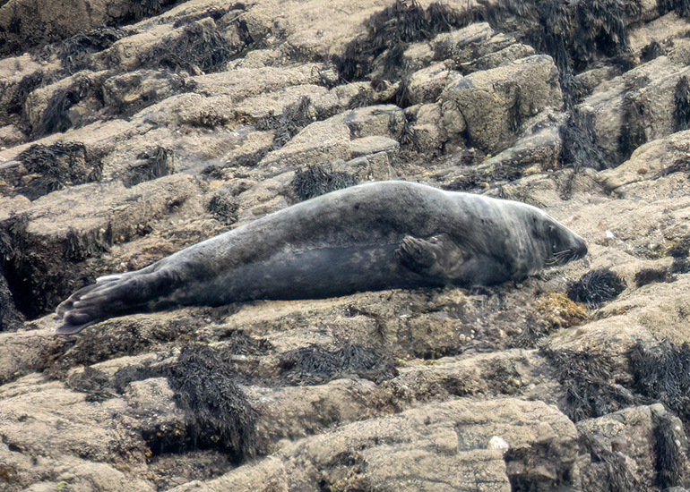Seals in the Wild - St Michael's Bay  - 2nd June 2026