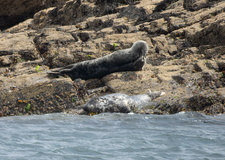 Seals in the Wild - St Michael's Bay  - 2nd June 2026