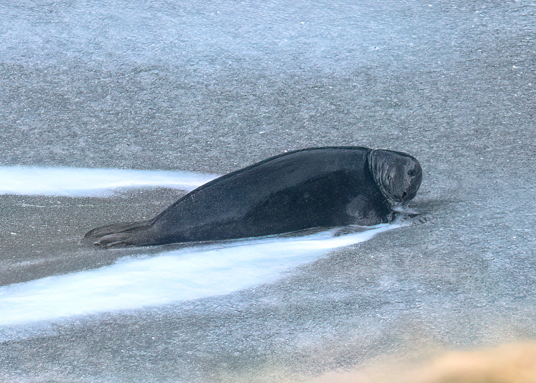 Seals in the Wild