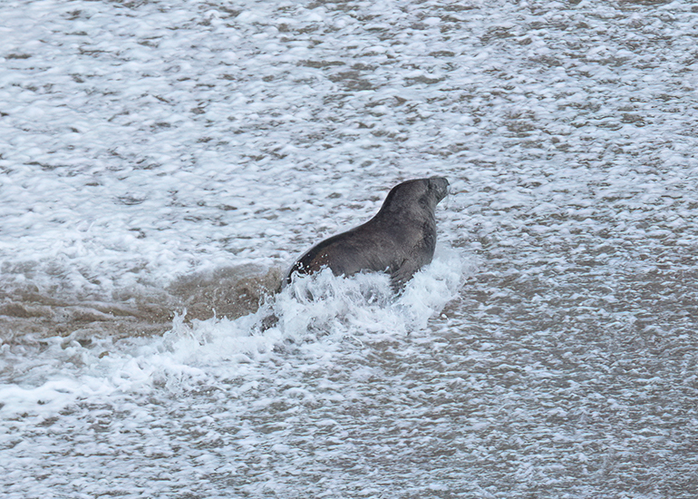 Seals in the Wild