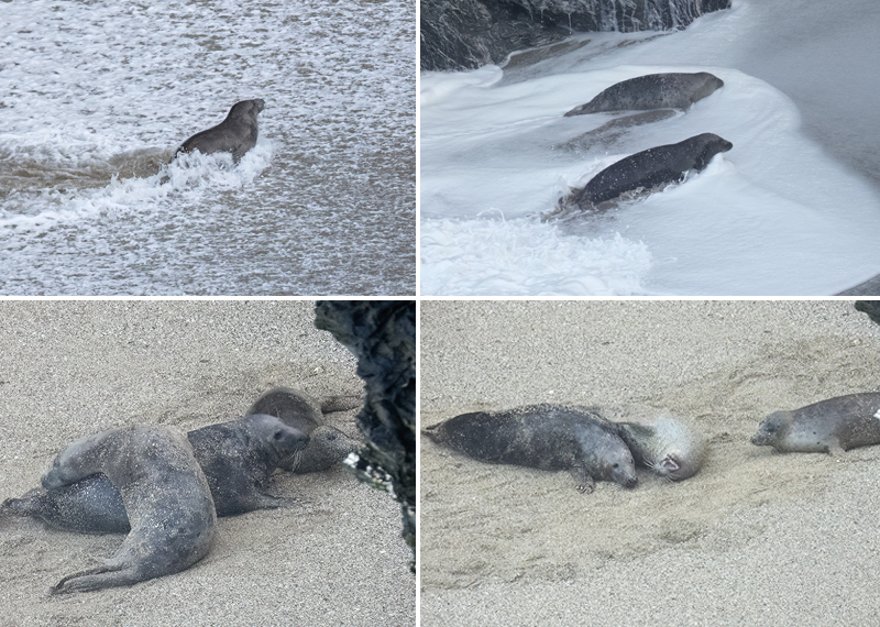 Seals in the wild - February 2025