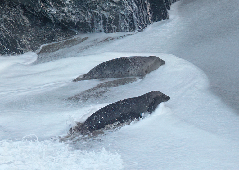 Seals in the Wild
