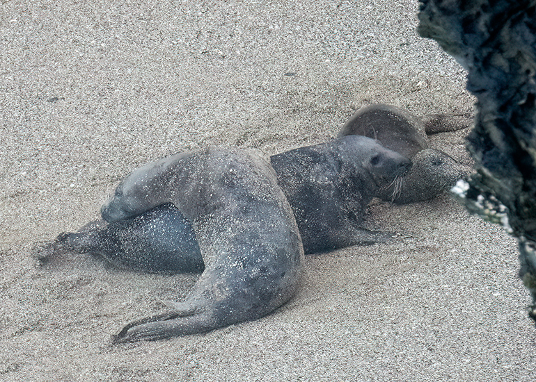 Seals in the Wild