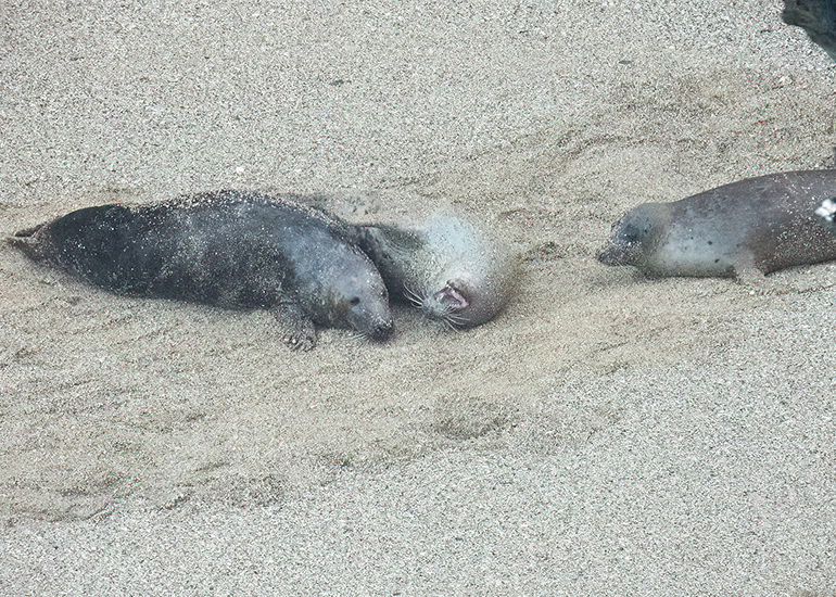 Seals in the Wild