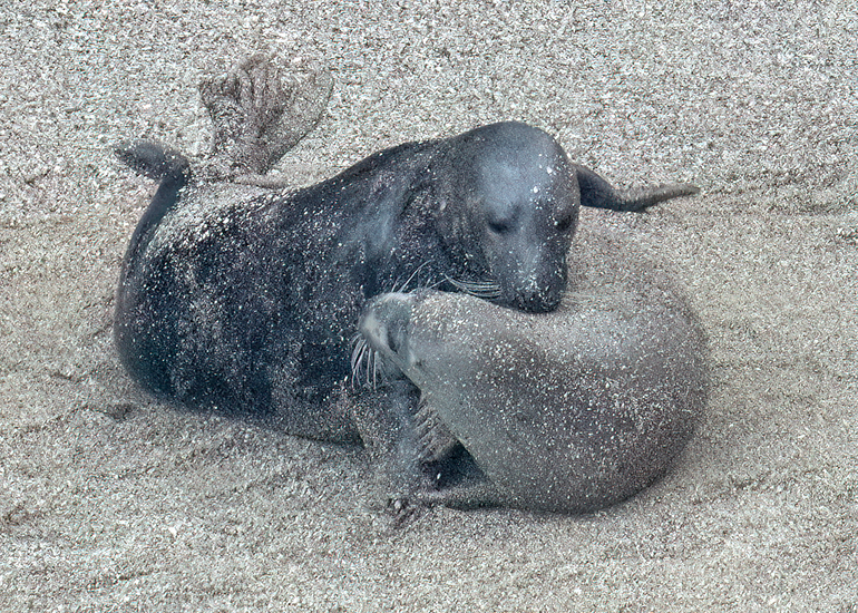Seals in the Wild
