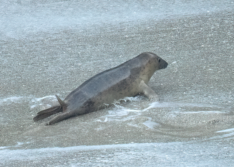 Seals in the Wild