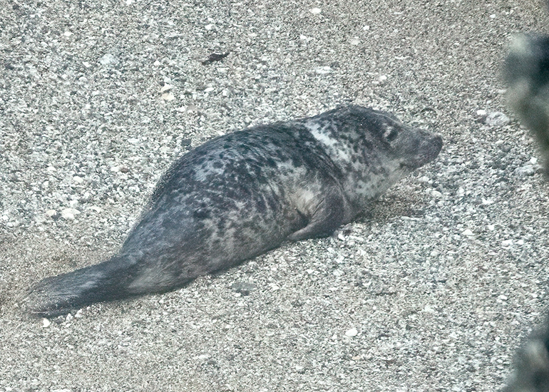 Seals in the Wild
