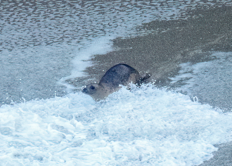 Seals in the Wild