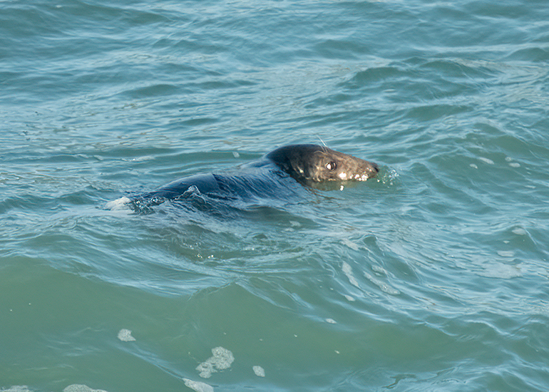Seals in the Wild