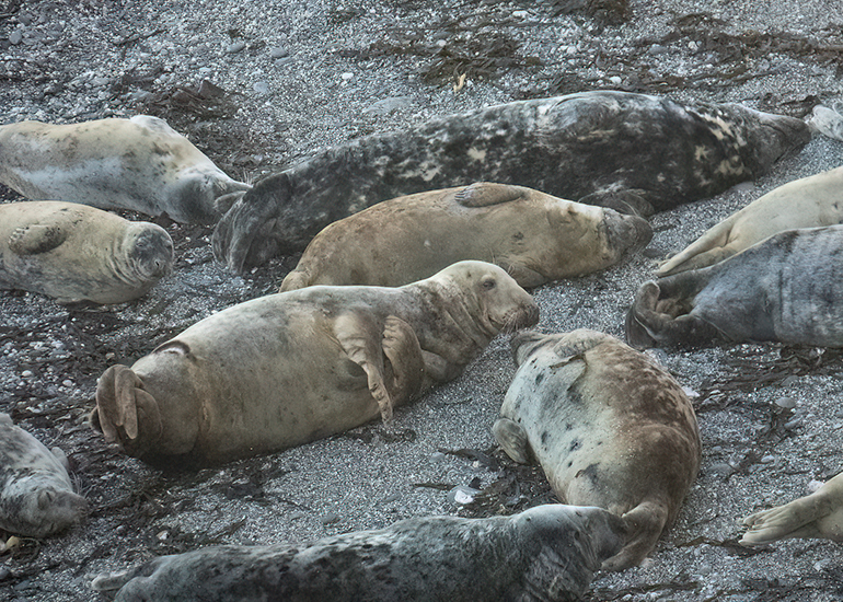 Seals in the Wild