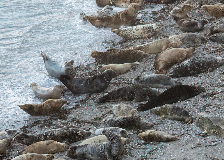 Seals in the Wild