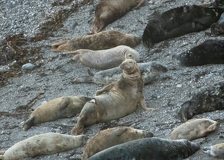 Seals in the Wild