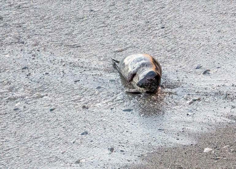 Seals in the Wild