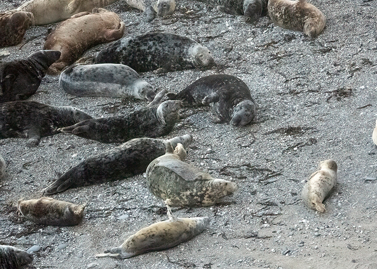 Seals in the Wild