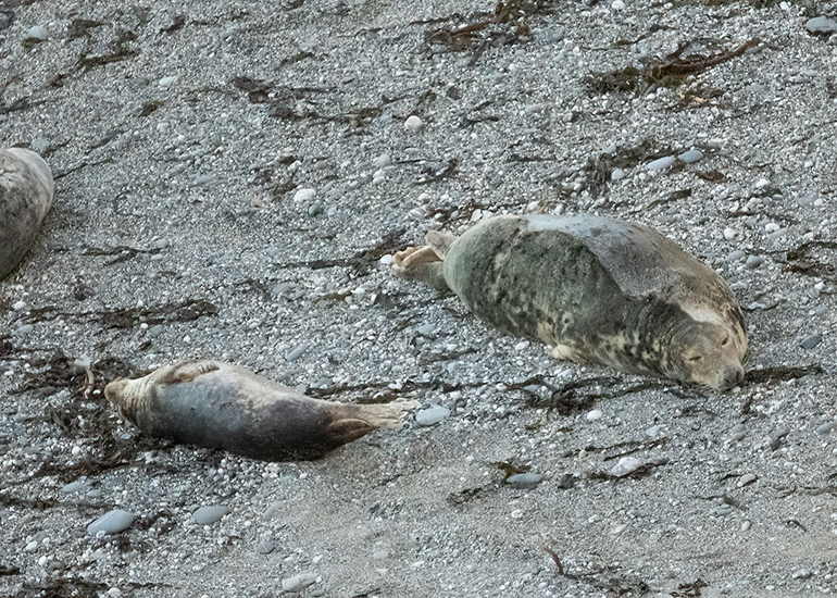 Seals in the Wild