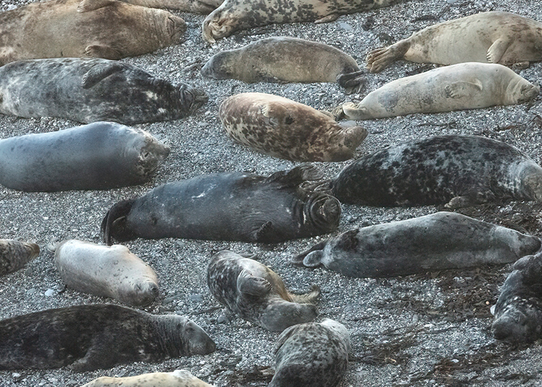 Seals in the Wild