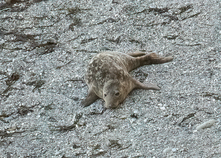 Seals in the Wild