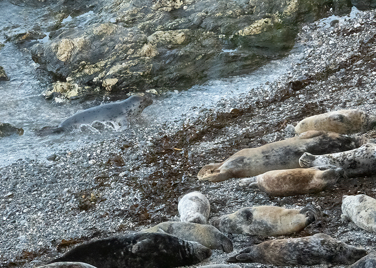 Seals in the Wild