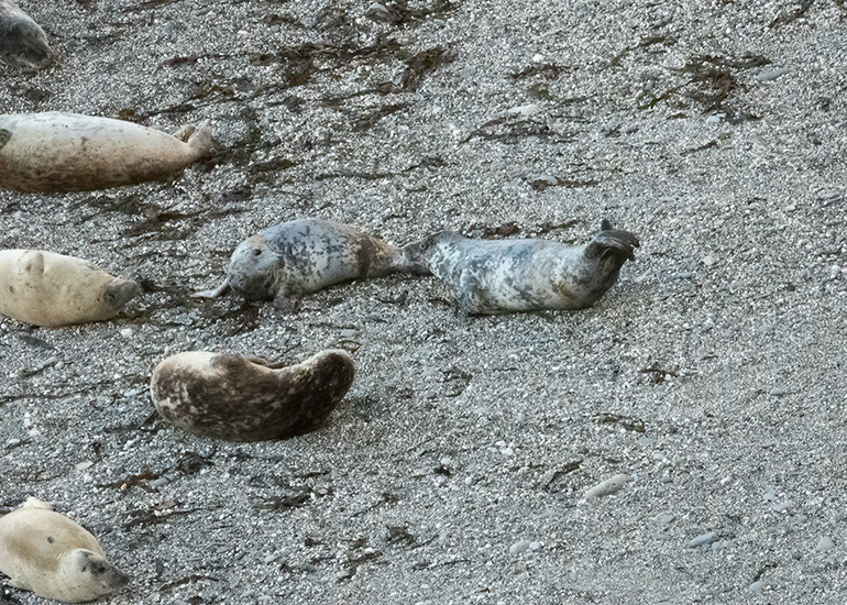 Seals in the Wild