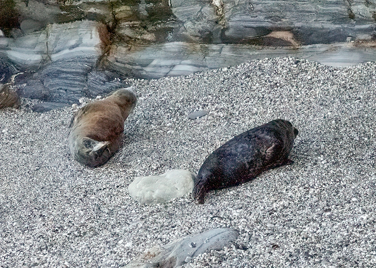 Seals in the Wild