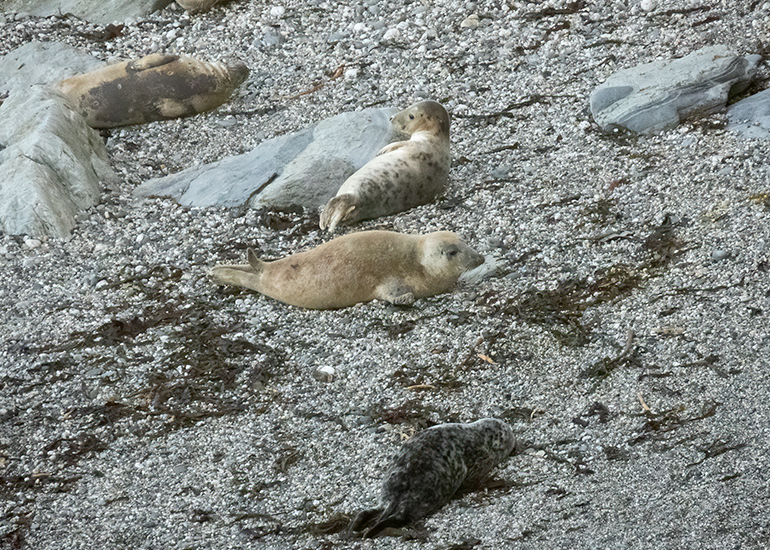 Seals in the Wild