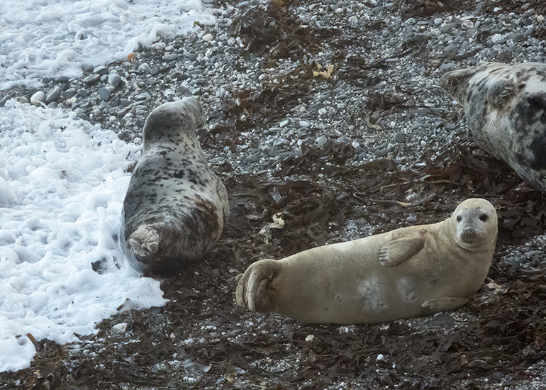 Seals in the Wild