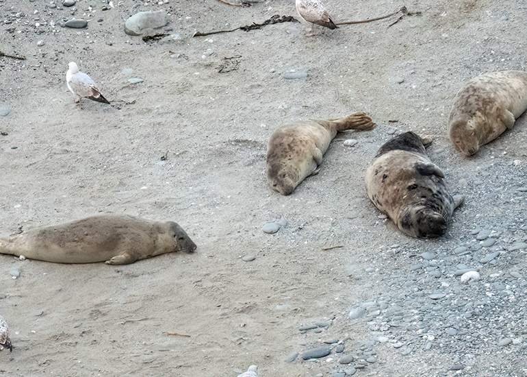 Seals in the Wild - West Cornwall - 9th April 2026