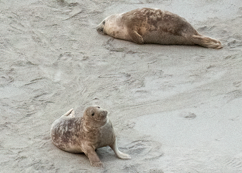 Seals in the Wild - West Cornwall - 9th April 2026