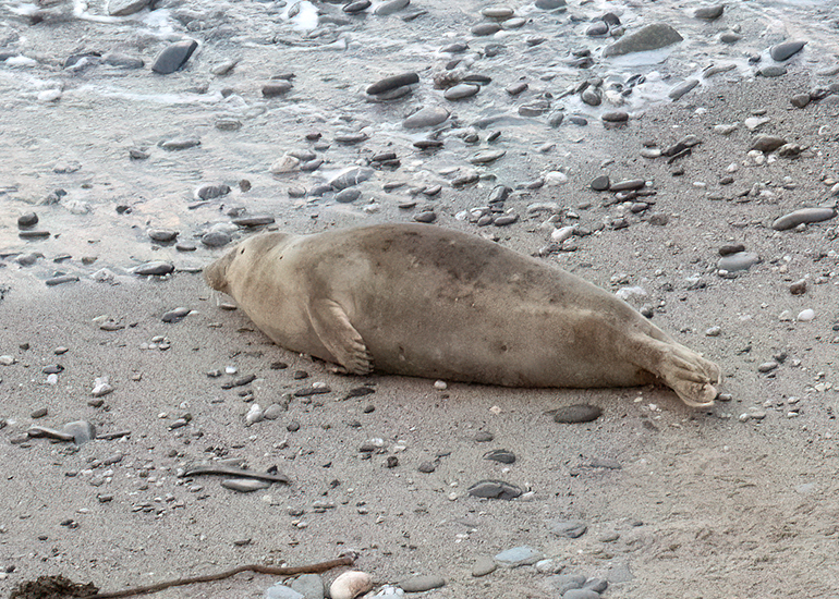 Seals in the Wild - West Cornwall - 9th April 2026