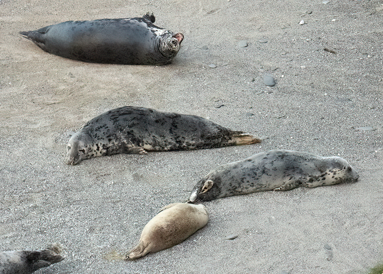 Seals in the Wild - West Cornwall - 9th April 2026