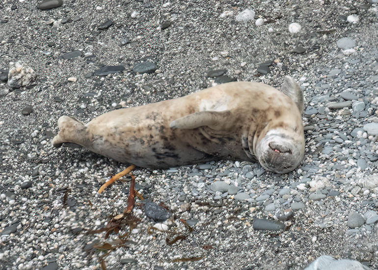 Seals in the Wild - West Cornwall - 26th April 2026