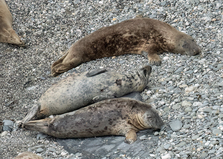 Seals in the Wild - West Cornwall - 26th April 2026