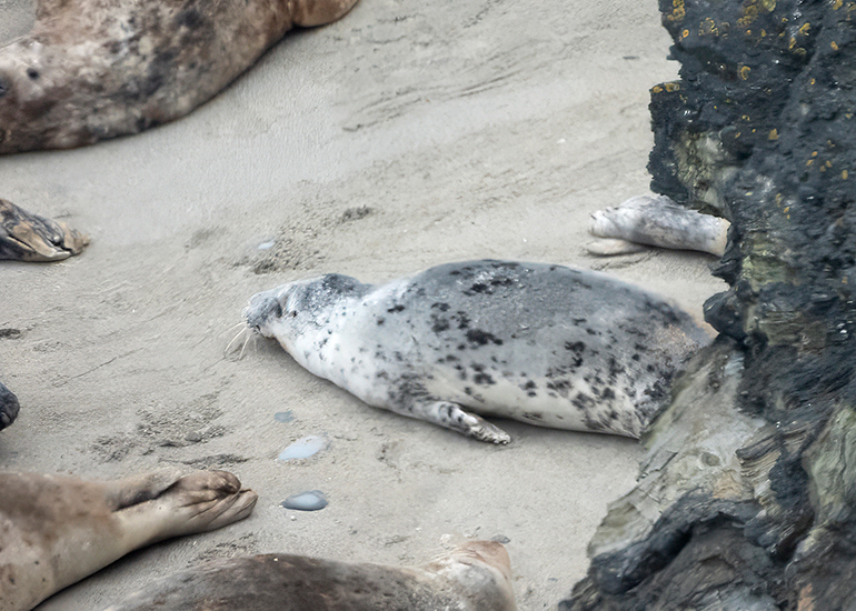 Seals in the Wild - West Cornwall - 26th April 2026