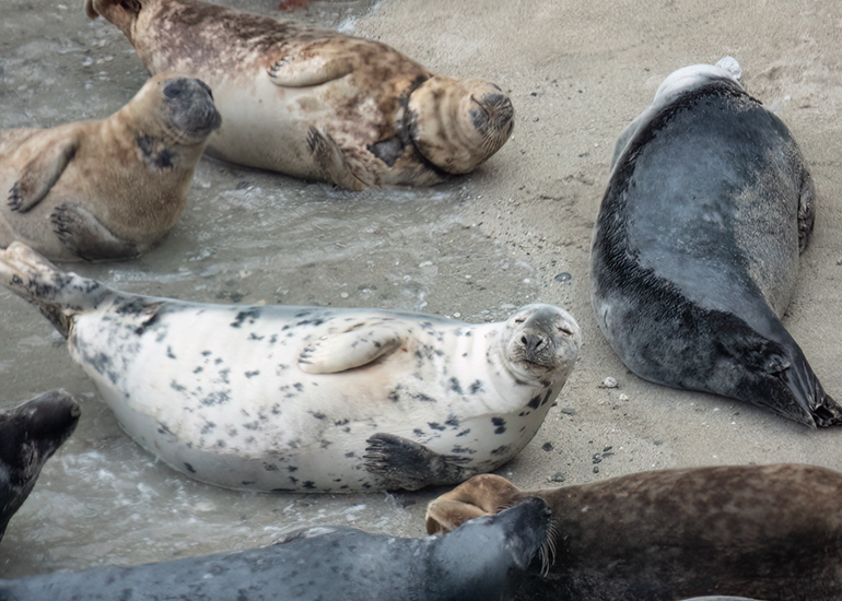 Seals in the Wild - West Cornwall - 26th April 2026