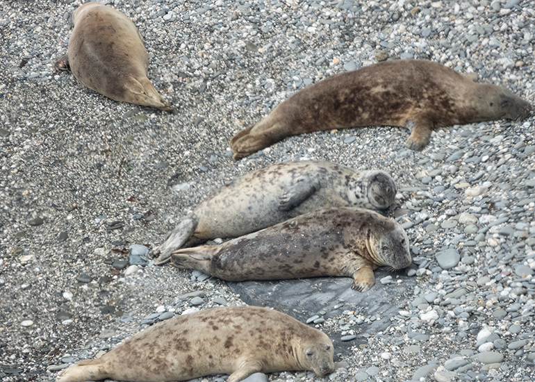 Seals in the Wild - West Cornwall - 26th April 2026