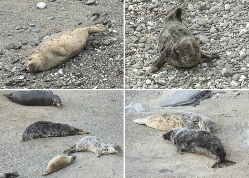 Seals in the wild - April 2026