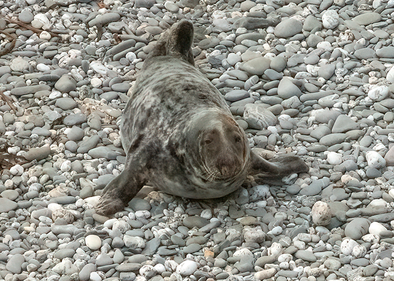 Seals in the Wild - West Cornwall - 9th April 2026