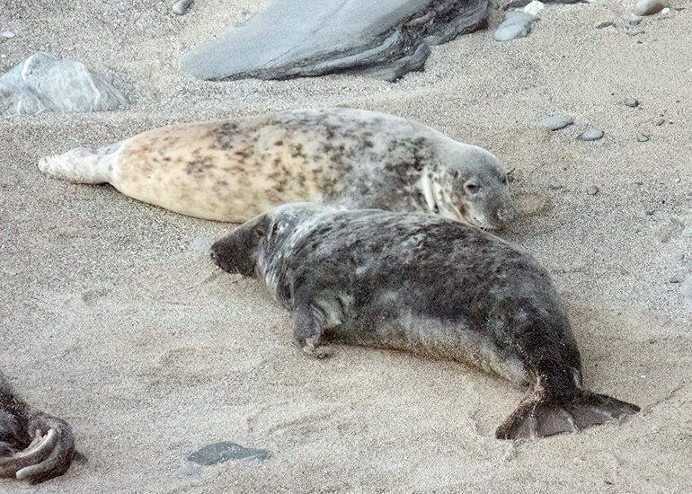 Seals in the Wild - West Cornwall - 9th April 2026