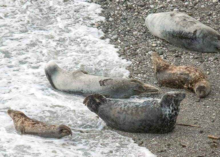 Seals in the Wild - West Cornwall - 9th April 2026