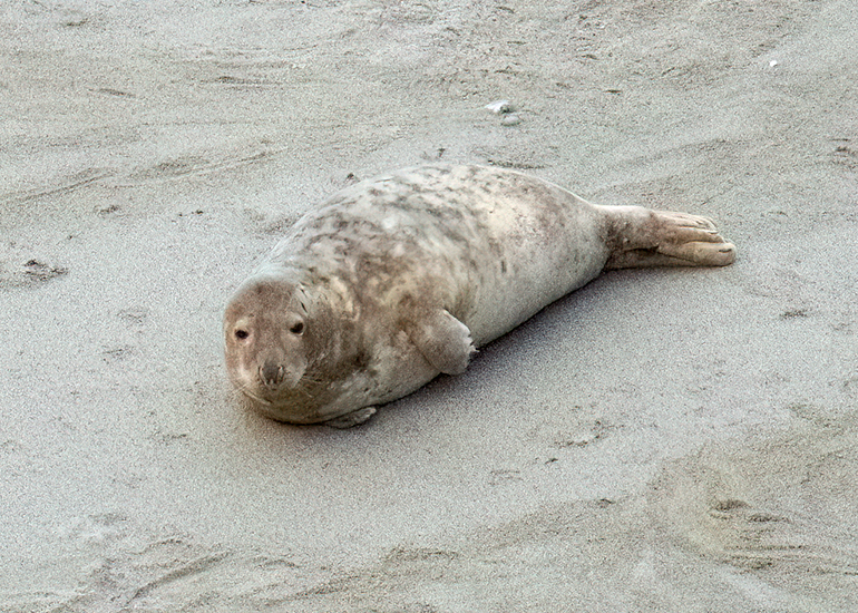 Seals in the Wild - West Cornwall - 9th April 2026