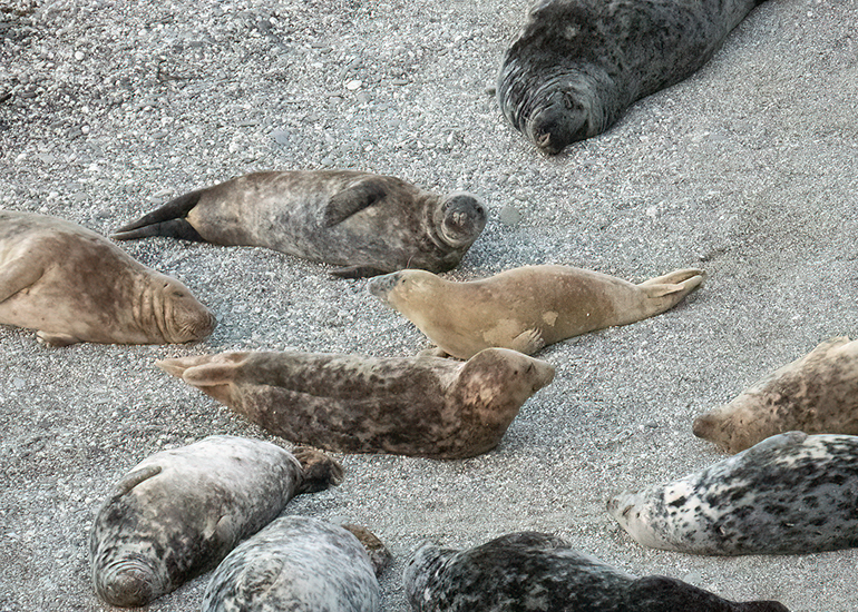 Seals in the Wild - West Cornwall - 9th April 2026
