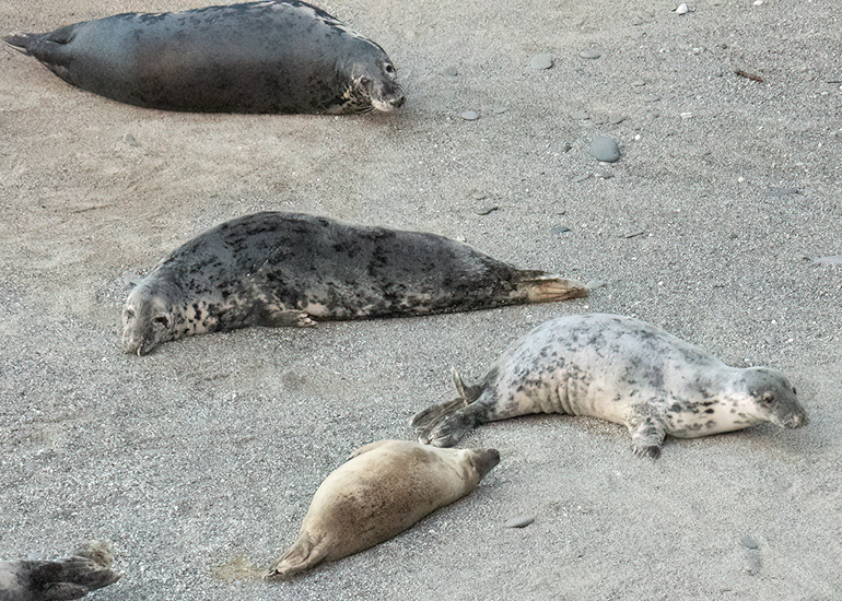 Seals in the Wild - West Cornwall - 9th April 2026