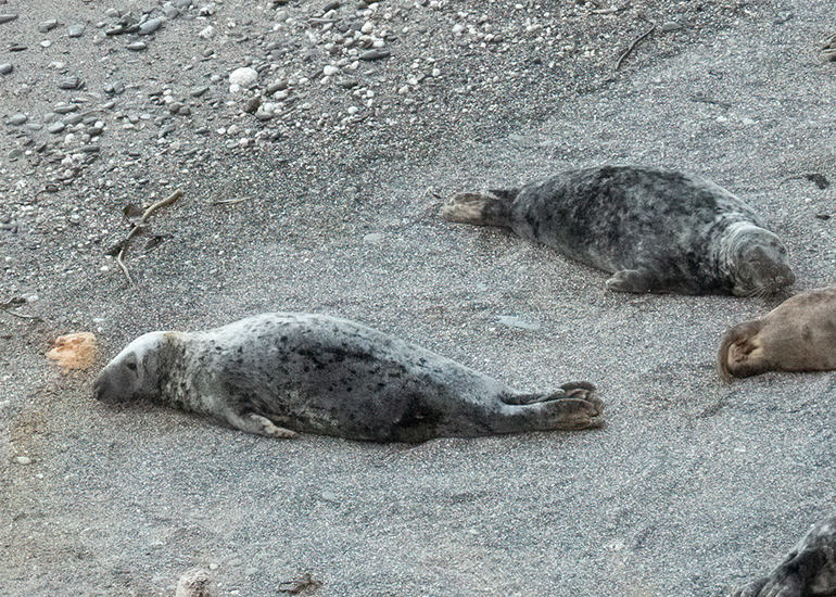 Seals in the Wild - West Cornwall - 9th April 2026